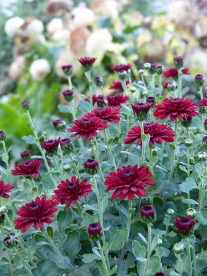 2018-10-17 Chrysanthemum 'La Boum'.jpg