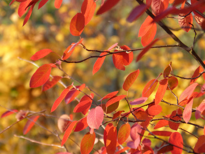 2018-10-17 Gartenimpressionen 4.jpg