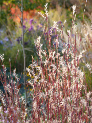 2018-10-17 Schizachyrium scoparium 'Red Frost'.jpg
