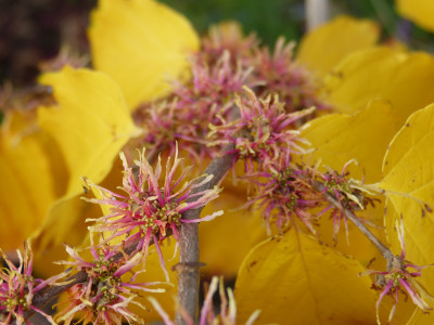 2018-10-17 Hamamelis virginiana 'Mohonk Red' 1.jpg