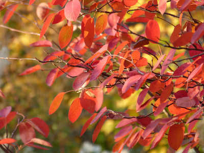 2018-10-17 Amelanchier 2.jpg
