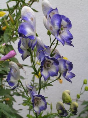 Aconitum_nap_bicolor.jpg