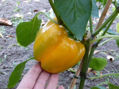 2018-10-17 Paprika.jpg