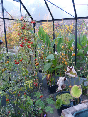 2018-10-17 Tomaten 1.jpg