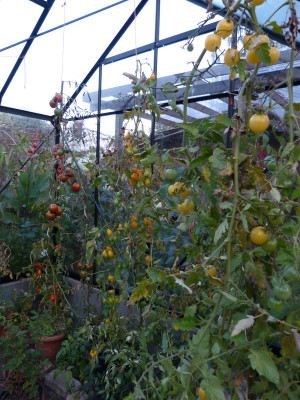 2018-10-17 Tomaten 2.jpg