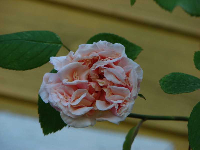 gdd_01052007.JPG