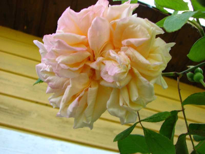 gdd_06052007.JPG