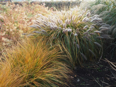 Pennisetum 18.10.18 ue.JPG