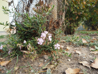 Saponaria Max Frei  18.10.18 ue.JPG