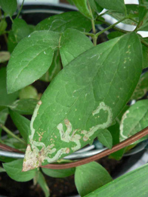 Clematis1.jpg