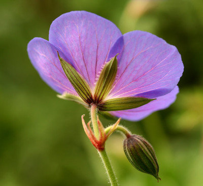 Geranium-Johnsons-Blue.jpg
