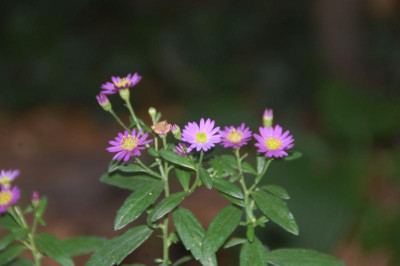 DSC_4097.JPG
