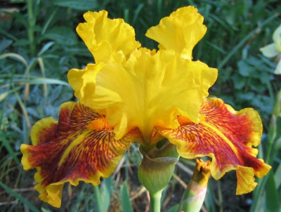 Iris_Dazzling_Gold_20070506.jpg