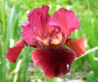 Unbekannte_rosa-rotbraune_Iris.jpg
