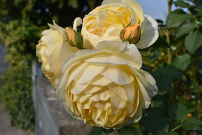 Astern, Rosen 009.JPG