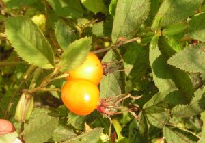 Rosa_villosa_frucht.jpg