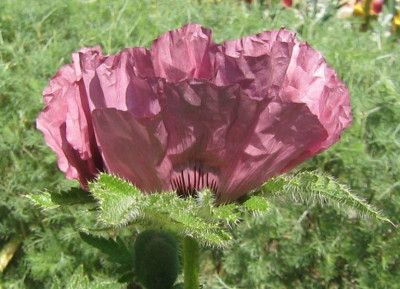 Papaver_orientalis_Patty_Plum_20070506.jpg