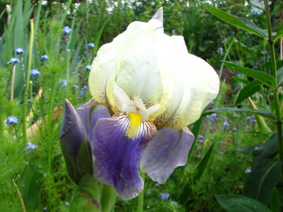 iris_cf.JPG