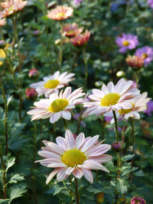 2018-10-19 Chrysanthemum 1.jpg
