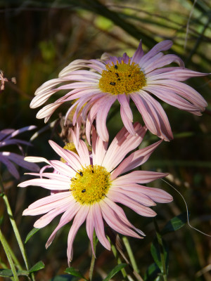 2018-10-19 Chrysanthemum 2.jpg