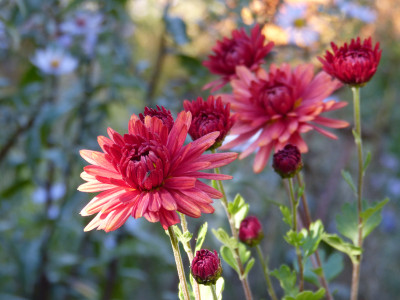 2018-10-19 Chrysanthemum 'Bronzekrone'.jpg