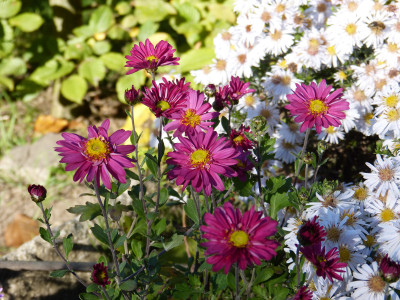 2018-10-19 Chrysanthemum 'Herbstkuß'.jpg