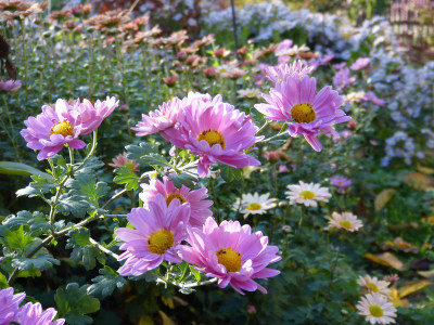2018-10-19 Chrysanthemum 'Herbstsonate'.jpg