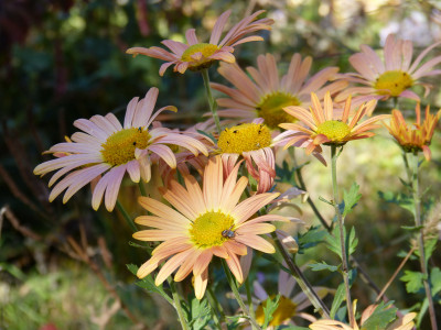 2018-10-19 Chrysanthemum 'Mary Stoker' 2.jpg