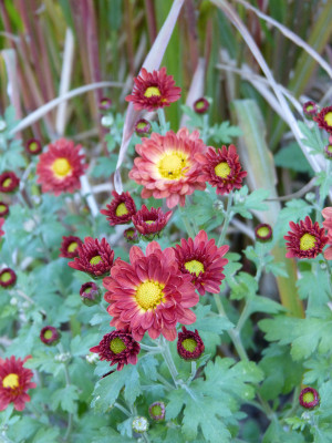 2018-10-19 Chrysanthemum 'Nr. 61'.jpg