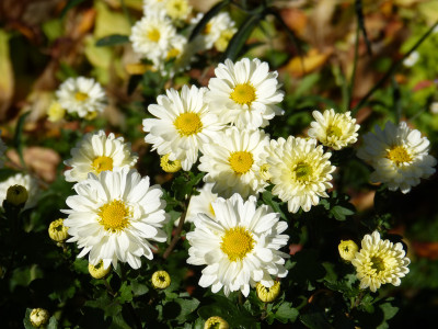 2018-10-19 Chrysanthemum 'Poesie'.jpg