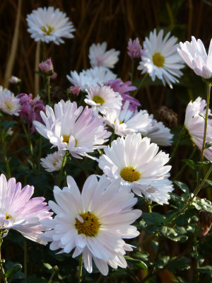 2018-10-19 Chrysanthemum 'Tina' 2.jpg