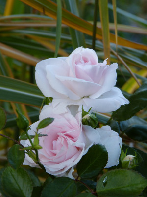 2018-10-19 Rosen 'Aspirin' 1.jpg