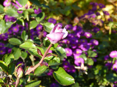 2018-10-19 Rosen 'Synactif'.jpg