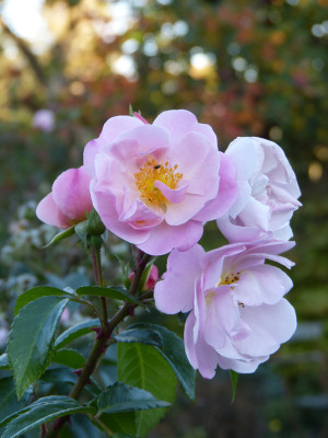 2018-10-19 Rosen 'Utopia'.jpg