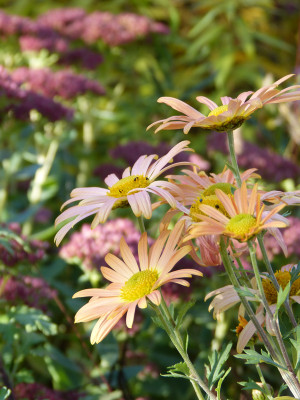 2018-10-19 Gartenimpressionen 1.jpg