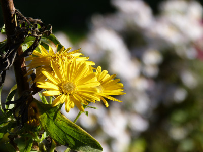 2018-10-19 Gartenimpressionen 2.jpg