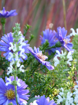 2018-10-19 Gartenimpressionen 3.jpg