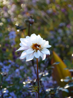 2018-10-19 Gartenimpressionen 7.jpg