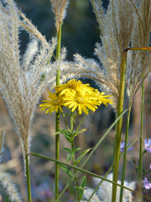 2018-10-19 Goldaster - Heterotheca camporum.jpg