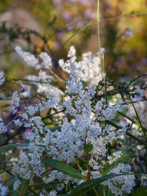 2018-10-19 Persicaria wallichii.jpg