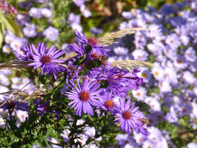 2018-10-19 Aster 'Orpheus'.jpg