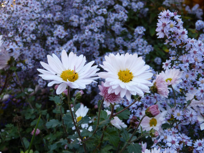 2018-10-19 Chrysanthemum 'Tina' 1.jpg