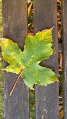 20181019_162520_HDR.jpg
