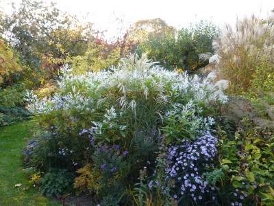 2018-10-17 Persicaria wallichii.jpg