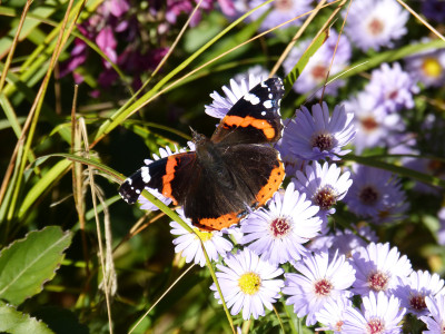 2018-10-19 Schmetterlinge Admiral.jpg