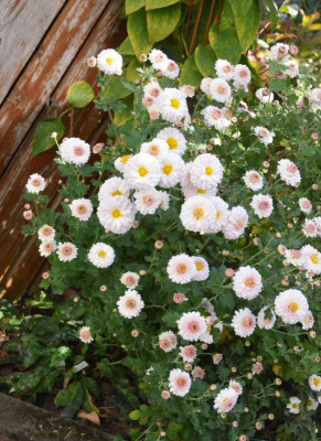 Chrysanthemum-Julia.18-2.jpg