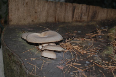 DSC_4057.JPG