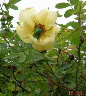 Rose_Aicha_Nachblute_15.8.05.jpg