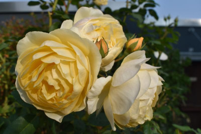 Astern, Rosen 007.JPG