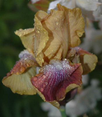 A3267a_Large.JPG